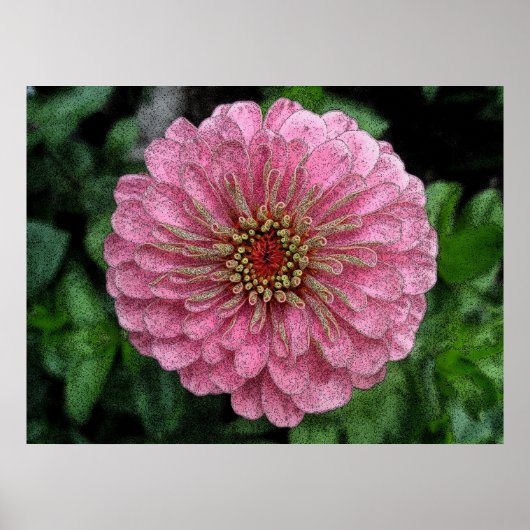 Roze Zinnia Poster (Voorkant)
