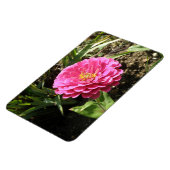 Roze Zinnia Premium Magnet Magneet (Linkerzijde)