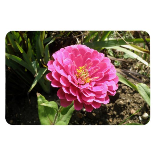 Roze Zinnia Premium Magnet Magneet (Horizontaal)