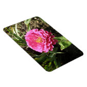 Roze Zinnia Premium Magnet Magneet (Rechterzijde)