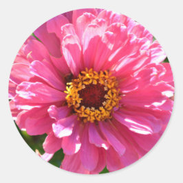 Roze Zinnia Ronde Sticker