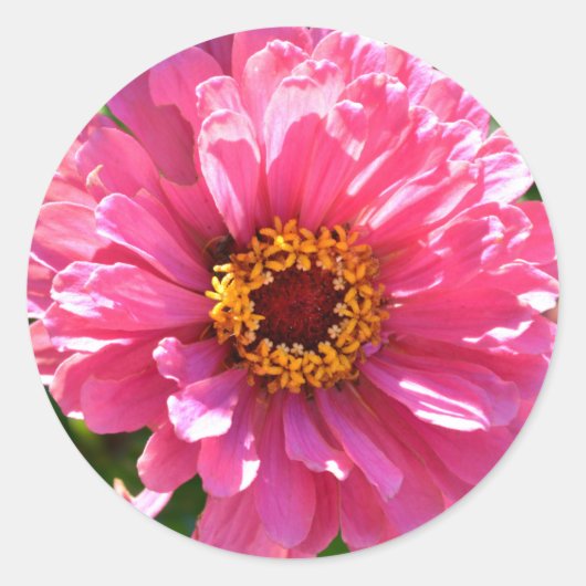 Roze Zinnia Ronde Sticker (Voorkant)