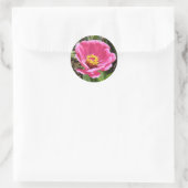  Roze Zinnia Stickers (Tas)