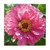Roze Zinnia Tegeltje (Voorkant)