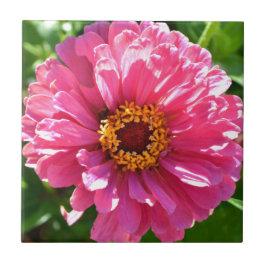 Roze Zinnia Tegeltje
