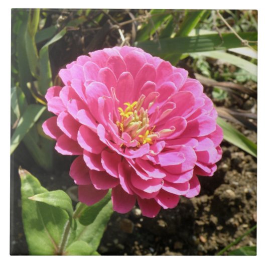 Roze Zinnia Tile Tegeltje (Voorkant)