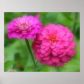 Roze zinnia ventilatorroer dicht poster (Voorkant)