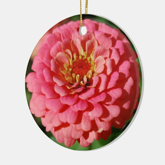 Roze Zinnia-versiering Keramisch Ornament (Links)
