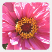 Roze Zinnia Vierkante Sticker (Voorkant)