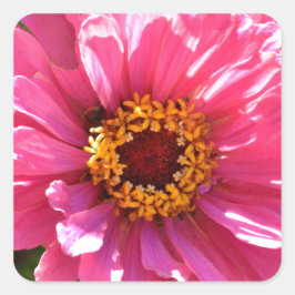 Roze Zinnia Vierkante Sticker