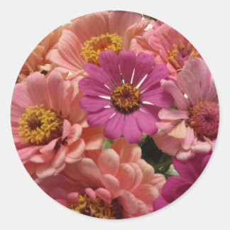 Roze Zinnias Sticker