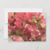 roze zoete erwten, vers save the date (Achterkant)