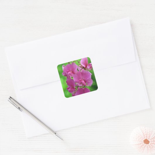 Roze Zoete Erwtenbloemen Vierkante Sticker (Envelop)