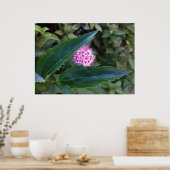 Roze zomerbloem poster (Keuken)