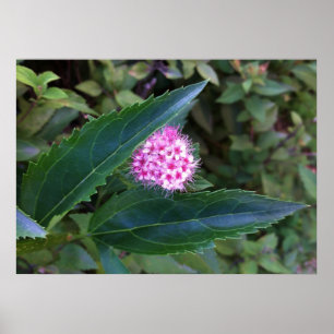 Roze zomerbloem poster