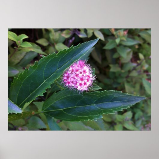 Roze zomerbloem poster (Voorkant)