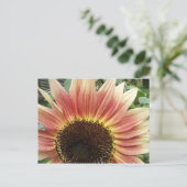 Roze zonnebloem 51 ~ briefkaart (Staand voorkant)