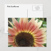 Roze zonnebloem 51 ~ briefkaart (Voorkant / Achterkant)