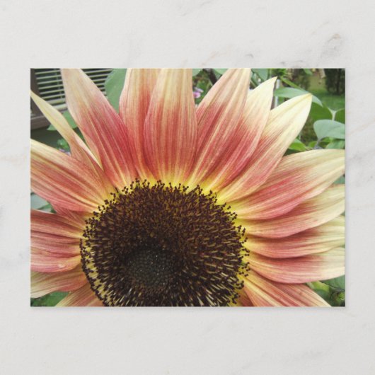Roze zonnebloem 51 ~ briefkaart (Voorkant)