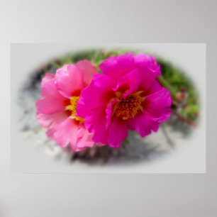 Roze zonnebloemen poster