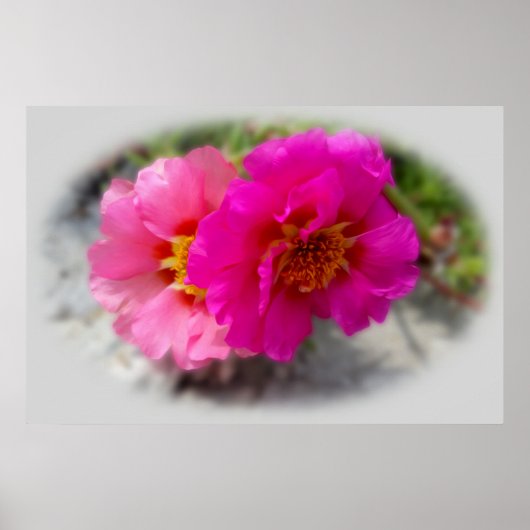Roze zonnebloemen poster (Voorkant)