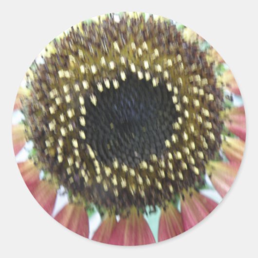 roze zonnebloemen ronde sticker (Voorkant)