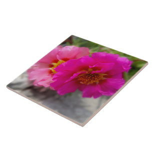 Roze zonnebloemen tegeltje