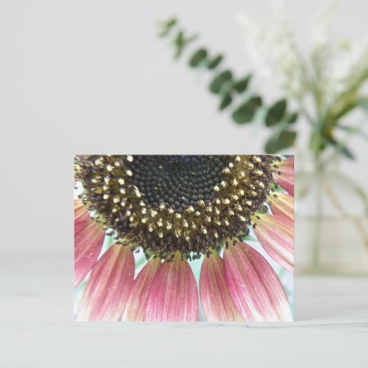 Roze zonnebloempitten Briefkaart (Staand voorkant)
