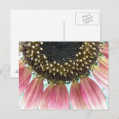 Roze zonnebloempitten Briefkaart (Voorkant / Achterkant)