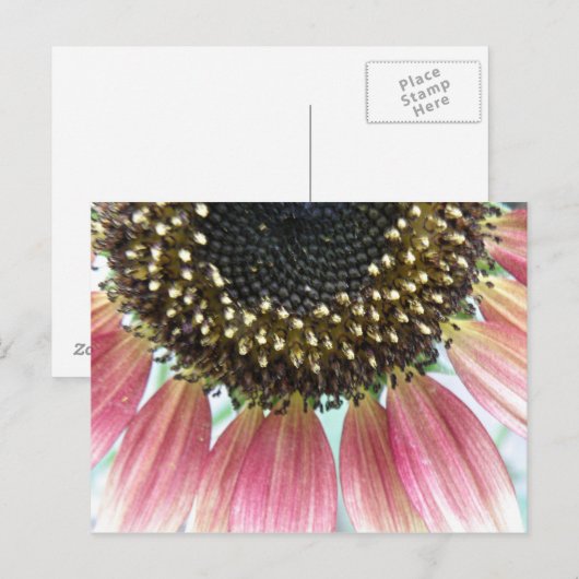 Roze zonnebloempitten Briefkaart (Voorkant / Achterkant)