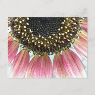 Roze zonnebloempitten Briefkaart