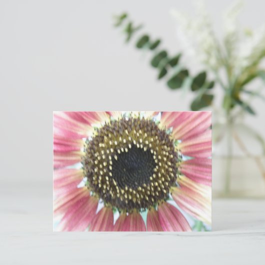 roze zonnebloempitten Briefkaart (Staand voorkant)