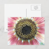 roze zonnebloempitten Briefkaart (Voorkant / Achterkant)