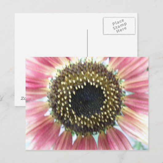 roze zonnebloempitten Briefkaart (Voorkant / Achterkant)