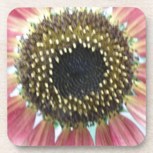  roze zonnebloempitten Onderzetter