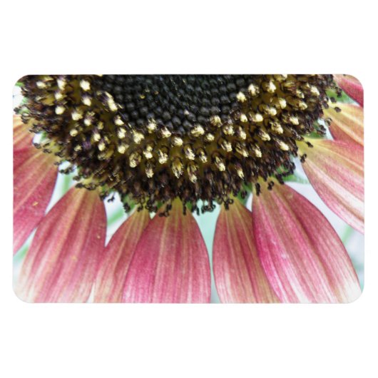 Roze zonnebloempitum Magnet Magneet (Horizontaal)