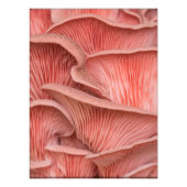 roze zwaluw foto afdruk (Voorkant)