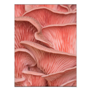 roze zwaluw foto afdruk