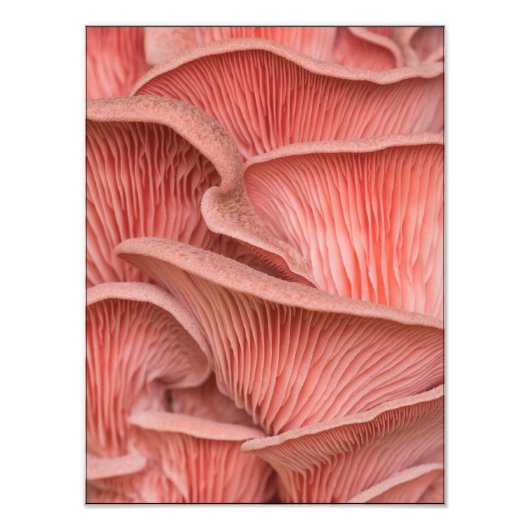 roze zwaluw foto afdruk (Voorkant)