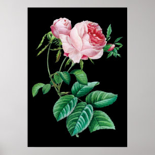 Roze zwart roos poster zwarte achtergrond