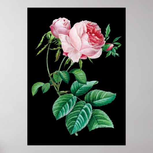 Roze zwart roos poster zwarte achtergrond (Voorkant)