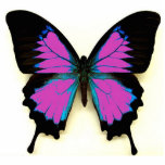Roze zwarte en blauwe vlinder voor vrienden fotobeeldje sleutelhanger<br><div class="desc">Geweldig cadeau voor elke dag. gemaakt van acryl met metaaldraad</div>
