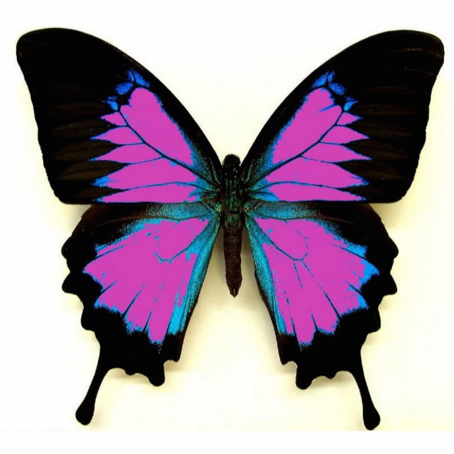 Roze zwarte en blauwe vlinder voor vrienden fotobeeldje sleutelhanger (Voorkant)