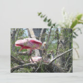 Rozeate lepelaar nesten platte Kaart (Staand voorkant)