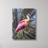 Rozeate Spoonbill canvas print (Voorkant)