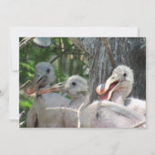 Rozeate Spoonbill Chicks Flat Kaart (Voorkant)