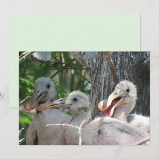 Rozeate Spoonbill Chicks Flat Kaart (Voorkant / Achterkant)
