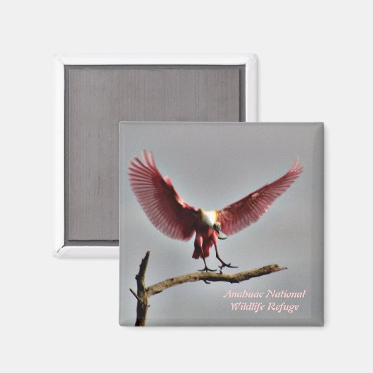 Rozeate Spoonbill Magnet (Voorkant / Achterkant)