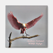 Rozeate Spoonbill Magnet (Voorkant)