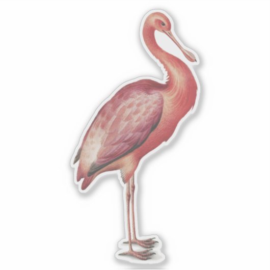 Rozeate Spoonbill  vogelillustratie Sticker (Voorkant)